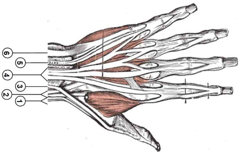 Extensor Tendon Injuries and Physical Therapy in Northern VA